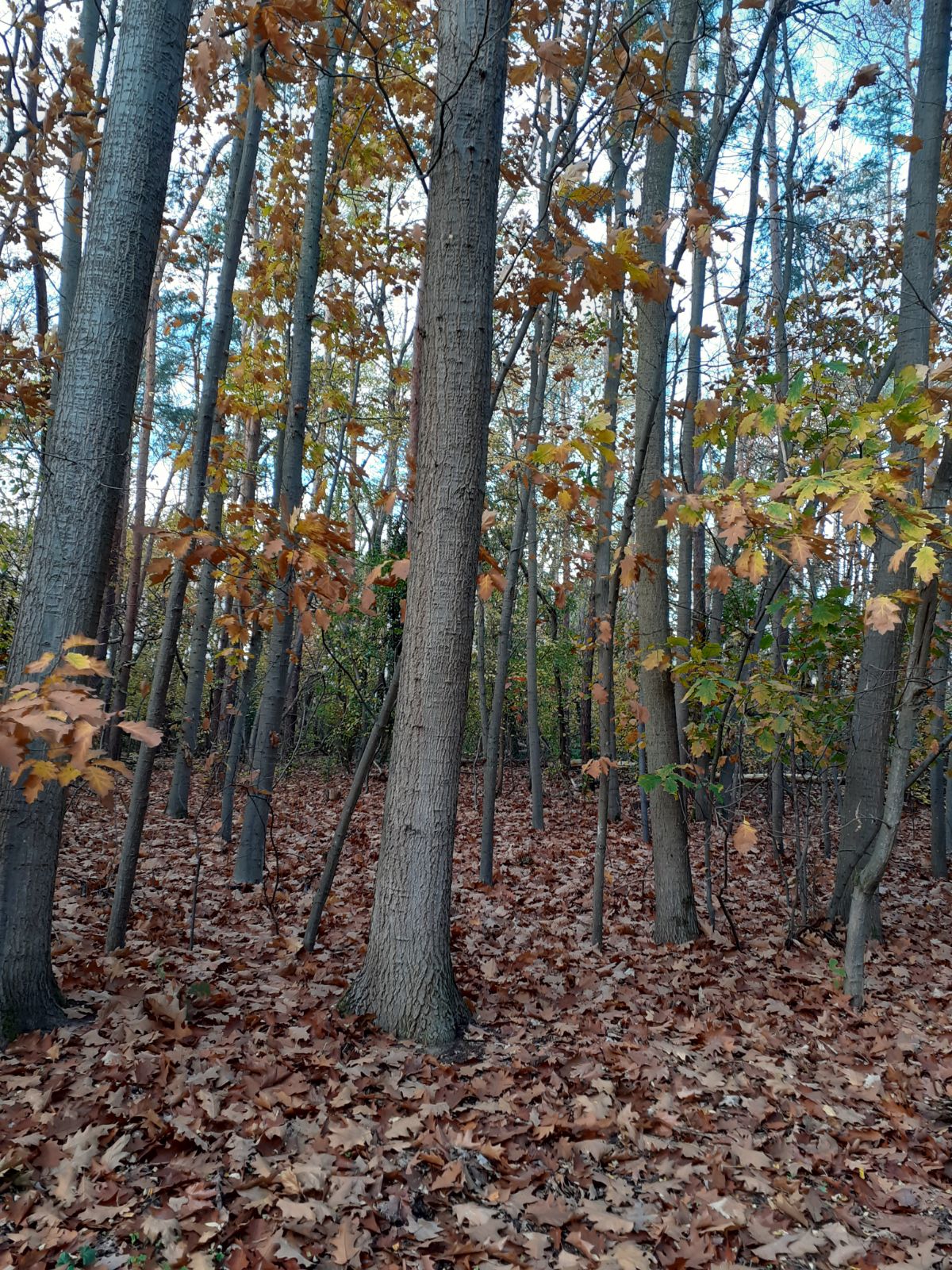 Wald Herbst